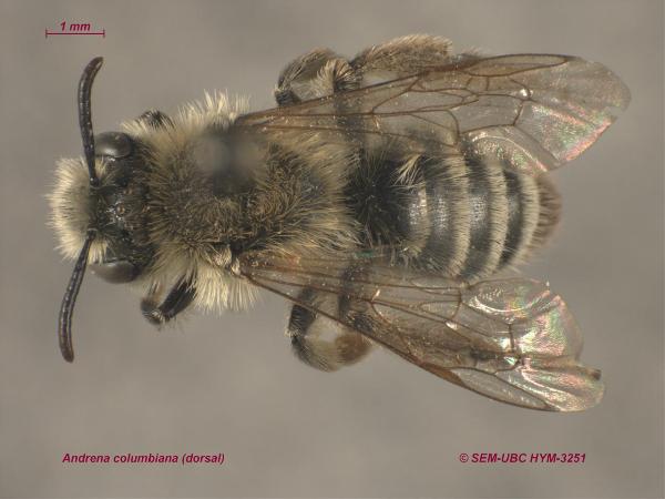 Photo of Andrena columbiana by Spencer Entomological Museum